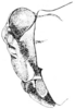 Fig. 150. female head, lateral view. Depicts Paratettix rugosus (Scudder, 1862), an Otu.