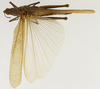 CollectionObject 1523770; 4c4c0106-366d-4fe0-bd20-8f0aef6940f6: female, dorsal view (holotype). (CollectionObject).