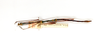 CollectionObject 1563644; bf4fb633-e160-4a75-8af5-4470422558e5: coipyright ETHZ. male of synonym Dixippus appetens (paralectotype). (CollectionObject).