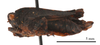 CollectionObject 1477281; cbc26076-99f0-4bbc-8f5a-180e2a93101b: female, lateral view (holotype of Tetrix antennata Steinmann, 1964). (CollectionObject).