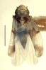 Habitus, dorsal view on Erythroneura rosa Robinson, 1924: Habitus (holotype of E. repetita McAtee, INHS collection). (Observation).