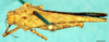CollectionObject 1505144; 099782ce-e3b3-4f9e-abb1-97a1d4a9c195, DORSA D028XM03: male, dorsal view (paratype). (CollectionObject).
