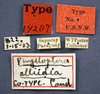 labels (syntype of Phylloptera alliedea). Depicts CollectionObject 1568537; 93017c23-d9ba-4813-89e8-6bfb2ffe825e, a CollectionObject.