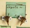Other: !! display not done !! on Hyphinoe sagata (Germar, 1835): (Observation).