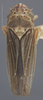 Habitus, dorsal view: !! display not done !! on Ciminius hartii (Ball, 1900): Dorsal. Female, Lighter colored specimen. (Observation).
