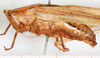 male, lateral view (syntype). Depicts CollectionObject 1565264; 71453a57-3e45-44d7-8bc4-b76fde6a8250, a CollectionObject.