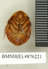 CollectionObject 1572910; 7f1c0d1a-2d9d-47b7-a9aa-b6f206ffbae7: Copyright Natural History Museum, London. Non-type (adult female) in BM(NH). Ventral view. (CollectionObject).