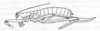 Leptoteleutias exilis Beier, 1962: Fig. 5. female habitus (body length 25 mm, ovipositor 12 mm). (Otu).