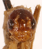 CollectionObject 1523616; cc0ef9bb-1f9c-4083-a25f-db8784b81fe0: male, frontal head (holotype). (CollectionObject).