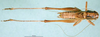 CollectionObject 1500468; 8e5279f8-6fe1-4dbd-9942-71b18aa06ef8, DORSA BTvickniHTM: male, dorsal view (holotype). (CollectionObject).