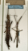 CollectionObject 1557790; 5644cd22-a2b5-4531-ba20-c5bc47f99360: copyright NMW, Vienna. female and male (syntypes). (CollectionObject).;CollectionObject 1557791; b5684d07-b045-408c-920d-16935fc22f18: copyright NMW, Vienna. female and male (syntypes). (CollectionObject).