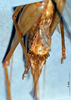 CollectionObject 1534683; 637694b0-6ecd-4387-95ac-b3ba31bb5dbf: female subgenital plate (syntype). (CollectionObject).