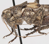 CollectionObject 1527097; 929a7435-ab76-4602-bca3-d6b07a266855: male pronotum, lateral view (holotype). (CollectionObject).