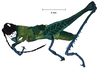 Chiriquacris quadrimaculata Rowell & Bentos-Pereira, 2005: male, lateral view. (Otu).