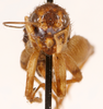 CollectionObject 1477770; 68a4550e-ec7f-4988-8bf3-064a7fd89dab: female, frontal view (holotype). (CollectionObject).