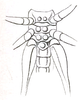 Lipotactes (Lipotactes) alienus alienus Brunner von Wattenwyl, 1898: Pl. XX, Fig. 53a. female sternum. (Otu).