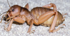 CollectionObject 2804961; d613a735-2748-40ba-80f5-0e936751e49a: male (paratype). (CollectionObject).