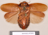 Henschoutedenia occidentalis (Fabricius, 1787): Holotype of synonym Rhyparobia rufipes Kirby, 1903, female, ventral. BMNH(E)#878083. (Otu).