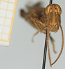 CollectionObject 1581310; ed1023fd-61dc-4eff-aade-5178bf404a7a, NHMUK10924580: male, frontal view. (CollectionObject).