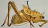 male, lateral view (holotype of Hetrodes pallidus). Depicts CollectionObject 1516905; b0fcdbb7-9869-4b64-9a2b-bcecb371c6b9, a CollectionObject.