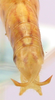 CollectionObject 1479292; edfc9b38-fd4a-4b83-ae59-84d8f4547697, cbt056s03: male, abdomen tip. (CollectionObject).