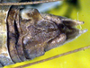 Plagiostira gillettei utahensis Tinkham, 1962: male cerci (paratype). (Otu).