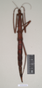 CollectionObject 1563681; 7e90f1ec-6ce5-46ac-907f-e9c288413e4d: copyright Natural History Museum, London. female (paratype). (CollectionObject).;CollectionObject 1563682; 79e6268e-5a54-455c-a2cd-6d34daaf9310: copyright Natural History Museum, London. female (paratype). (CollectionObject).