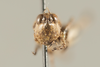 CollectionObject 1499303; d6bd2f17-25ec-41b4-bf8c-845187e5c299: Male, frons (holotype). (CollectionObject).