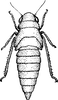 Nymph: !! display not done !! on Balclutha punctata (Fabricius, 1775): (Observation).