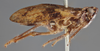 Habitus, lateral view on Camerunilla fuscovaria Haglund, 1899: (Observation).