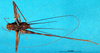 CollectionObject 1502445; ae67c707-787b-4d85-b8cf-c44899ad23c7: male, dorsal view (lectotype). (CollectionObject).