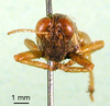 CollectionObject 1501083; ad4b212d-cf22-4b13-a379-67baf9aad016, DORSA BA000022S01: male, frontal view (holotype). (CollectionObject).