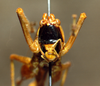 CollectionObject 1541575; 750487d2-dd76-4437-bc24-36c82492c024: male, frontal view (topotype). (CollectionObject).