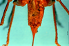 CollectionObject 1516740; 4f85737c-4de4-4150-8697-b5b3e6e022a6: female, subgenital plate (holotype). (CollectionObject).