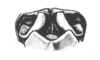 Neopedies brunneri (Giglio-Tos, 1894): Fig. E. male abdomen tip, caudal view. (Otu).