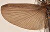 CollectionObject 1562252; e4ecf6ce-88ff-46e0-83e1-d582b1606cfc: copyright OUMNH. female wings of Phasma (Necroscia) maculicollis (lectotype). (CollectionObject).
