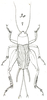 Gryllus (Gryllus) assimilis assimilis (Fabricius, 1775): Pl. VIII, Fig. 30. female, dorsal view (Gryllus mexicanus). (Otu).