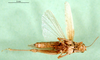 CollectionObject 1584729; 37f87973-7a63-4721-ada2-ade4f3254026: female, ventral view (paratype). (CollectionObject).