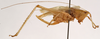 CollectionObject 1534474; 4f7f0f8d-5657-4b6c-a7b5-dbf0d67b384b: female, lateral view (holotype). (CollectionObject).