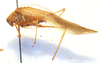 CollectionObject 1543678; c592e106-080a-4210-9033-94a90a317202: male, lateral view (syntype). (CollectionObject).