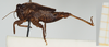 CollectionObject 1517885; 3968b1bc-e441-4ab2-9b4f-a7ebb6bd419d, NHMUK10924451: male, lateral view (holotype). (CollectionObject).