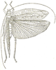 Arantia (Goetia) galbana (Karsch, 1892): Fig. 2. female, dorsal view (from Karsch 1891, tegmen length 56 mm). (Otu).