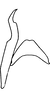 Connective on Anatkina illustris (Distant, 1908): Connective. (Observation).