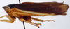 Habitus, lateral view: !! display not done !! on Adama Dlabola, 1980: Adama n.sp., laterally (INHS). (Observation).