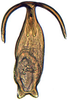 Aedeagus, ventral view: Neoaliturus carbonarius, aedeagus, caudally (INHS). (Observation).