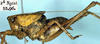 male, lateral view (lectotype). Depicts CollectionObject 1517110; e3c8f0a0-ab7e-4275-bb81-27ebd5f7c0c4, a CollectionObject.