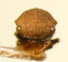 Aphetea Fowler, 1895: _Aphetea inconspicua_. (Otu).