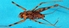 CollectionObject 1581114; 09f74000-3fb8-4392-97ac-7e66b3d1de48: male, dorsal view (paratype). (CollectionObject).