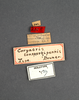 CollectionObject 1523903; 839b0733-0bf6-4cdf-8109-79e6e6d11bab: labels (holotype of Coryacris conspersipennis). (CollectionObject).