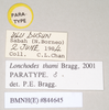 CollectionObject 1559519; f59865d1-9e15-42a5-afec-c985e4c543a2: copyright Natural History Museum, London. male, data labels (paratype). (CollectionObject).;CollectionObject 1559520; 0d2dd073-5988-4e12-afbc-fefb1724a3e5: copyright Natural History Museum, London. male, data labels (paratype). (CollectionObject).